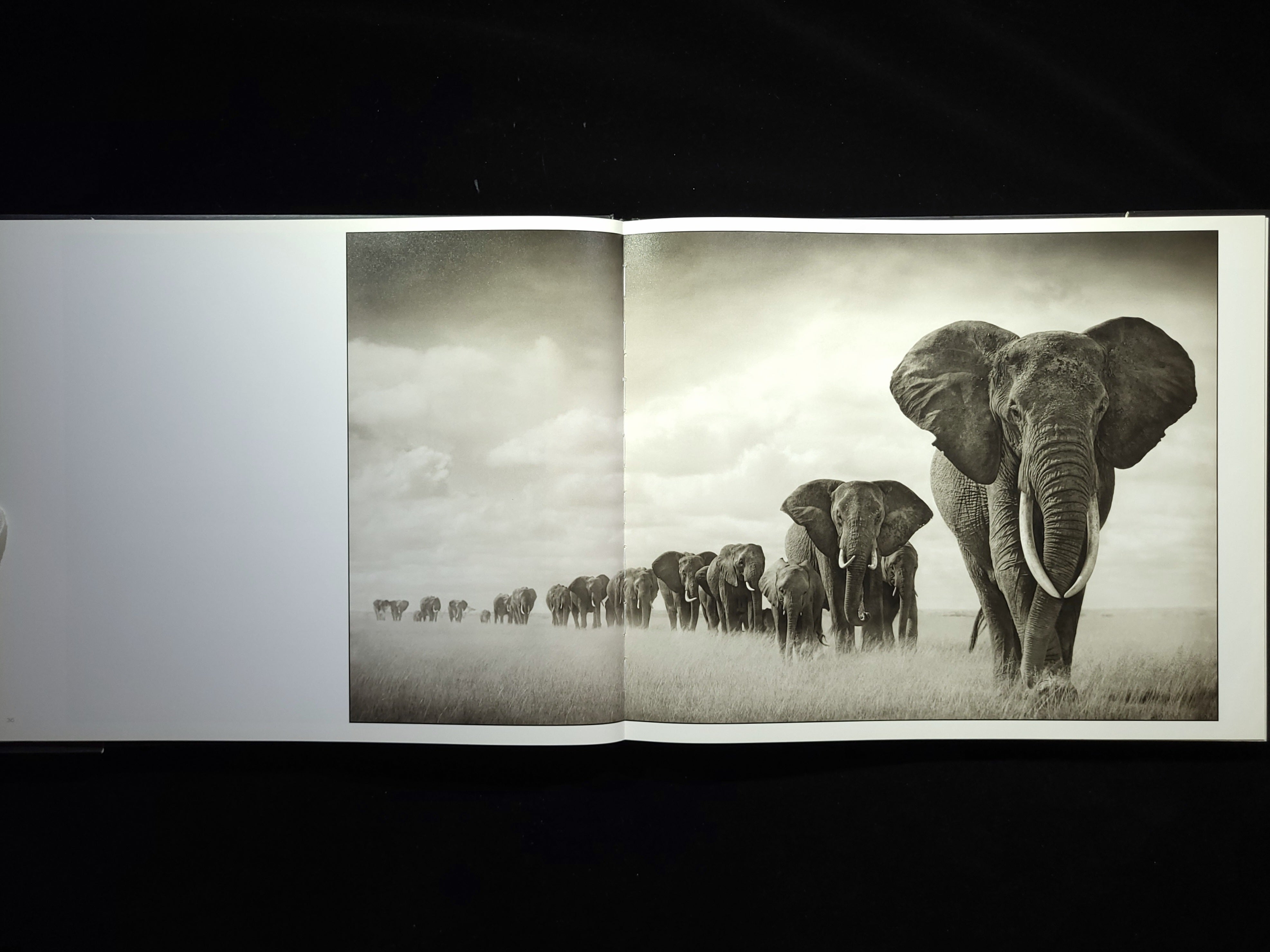 A Shadow Falls / Nick Brandt | hiponoz攝影書店
