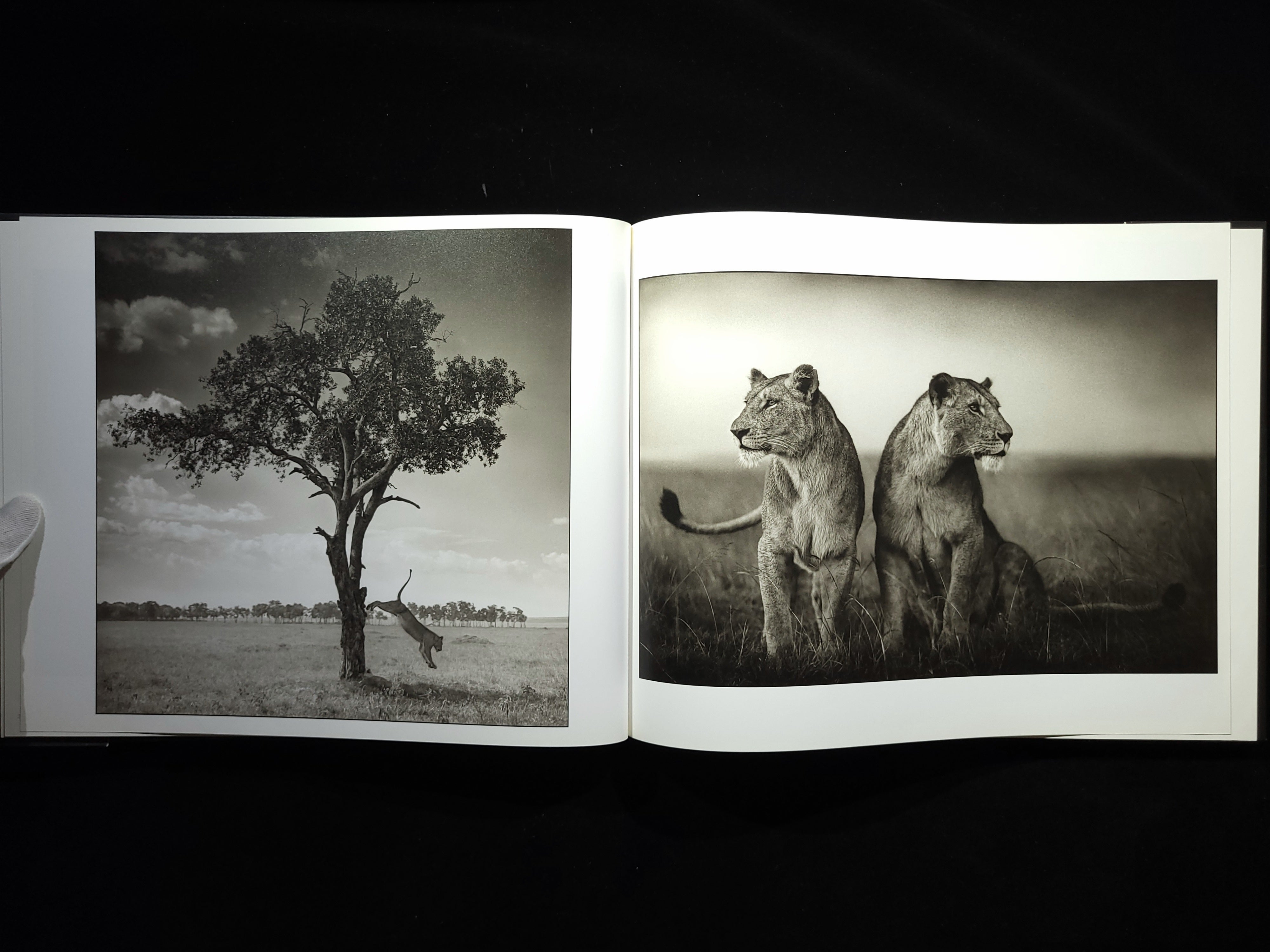 A Shadow Falls / Nick Brandt | hiponoz攝影書店