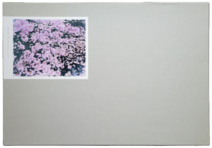 SAKURA / 鈴木理策