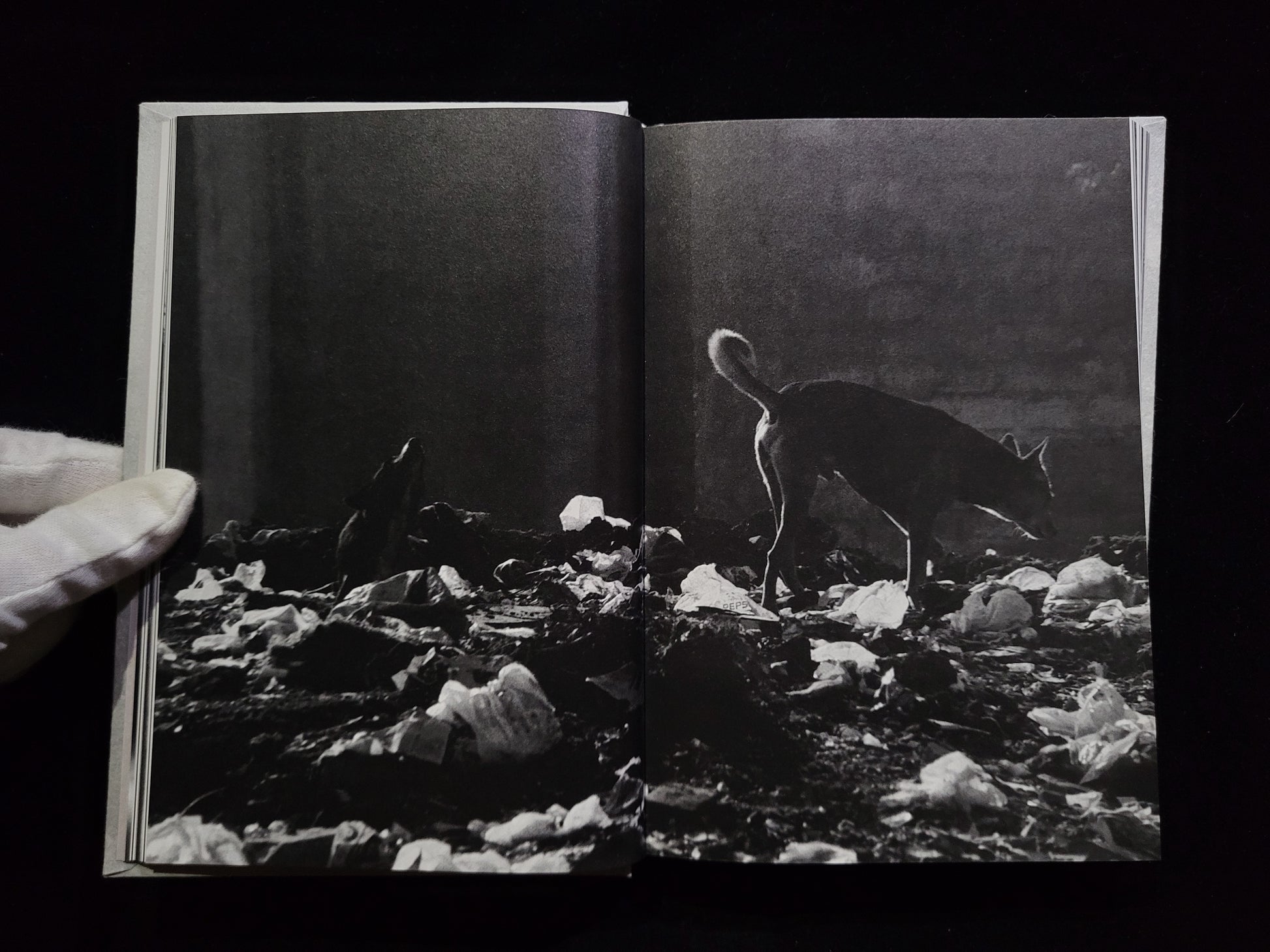 Ango / 野村佐紀子