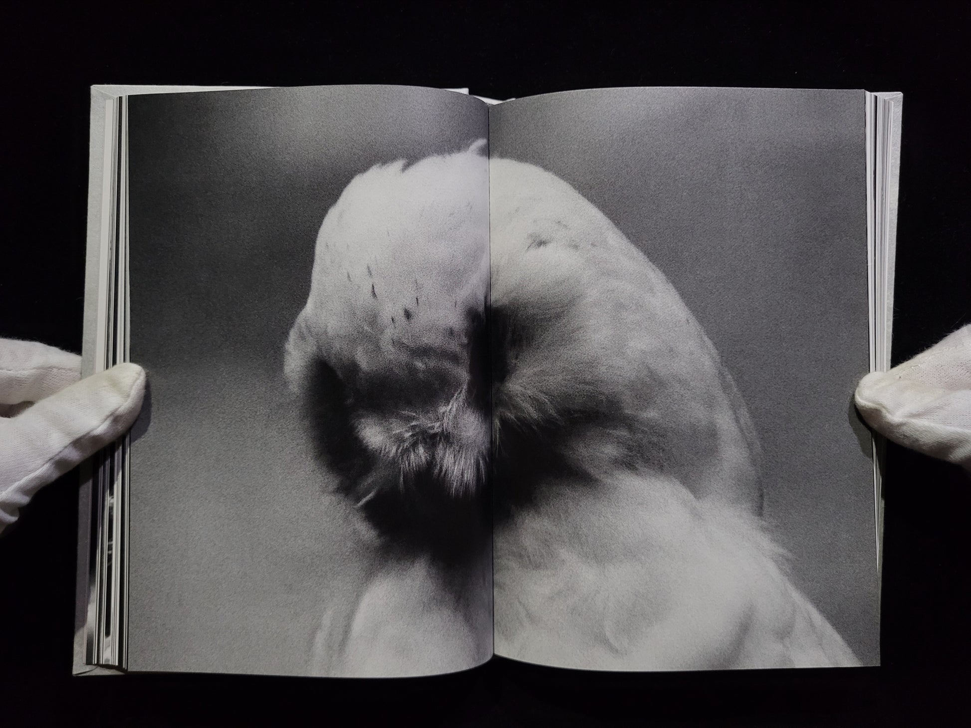 Ango / 野村佐紀子