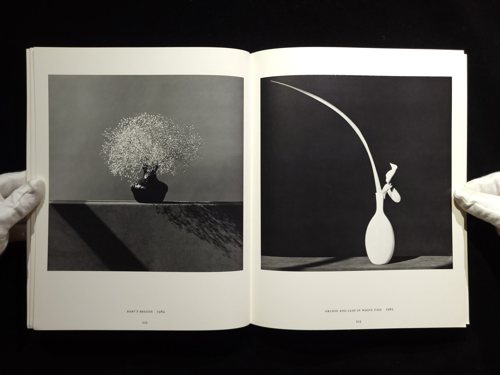 Robert Mapplethorpe  Whitney Museum of American Art