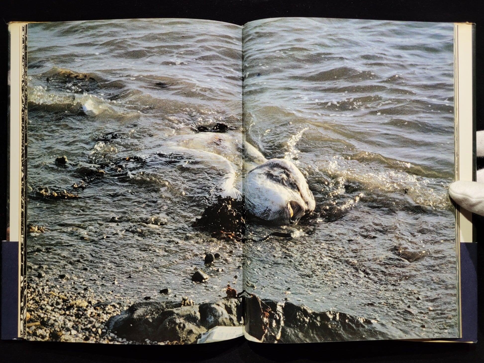 新たなる凝視 / 中平卓馬