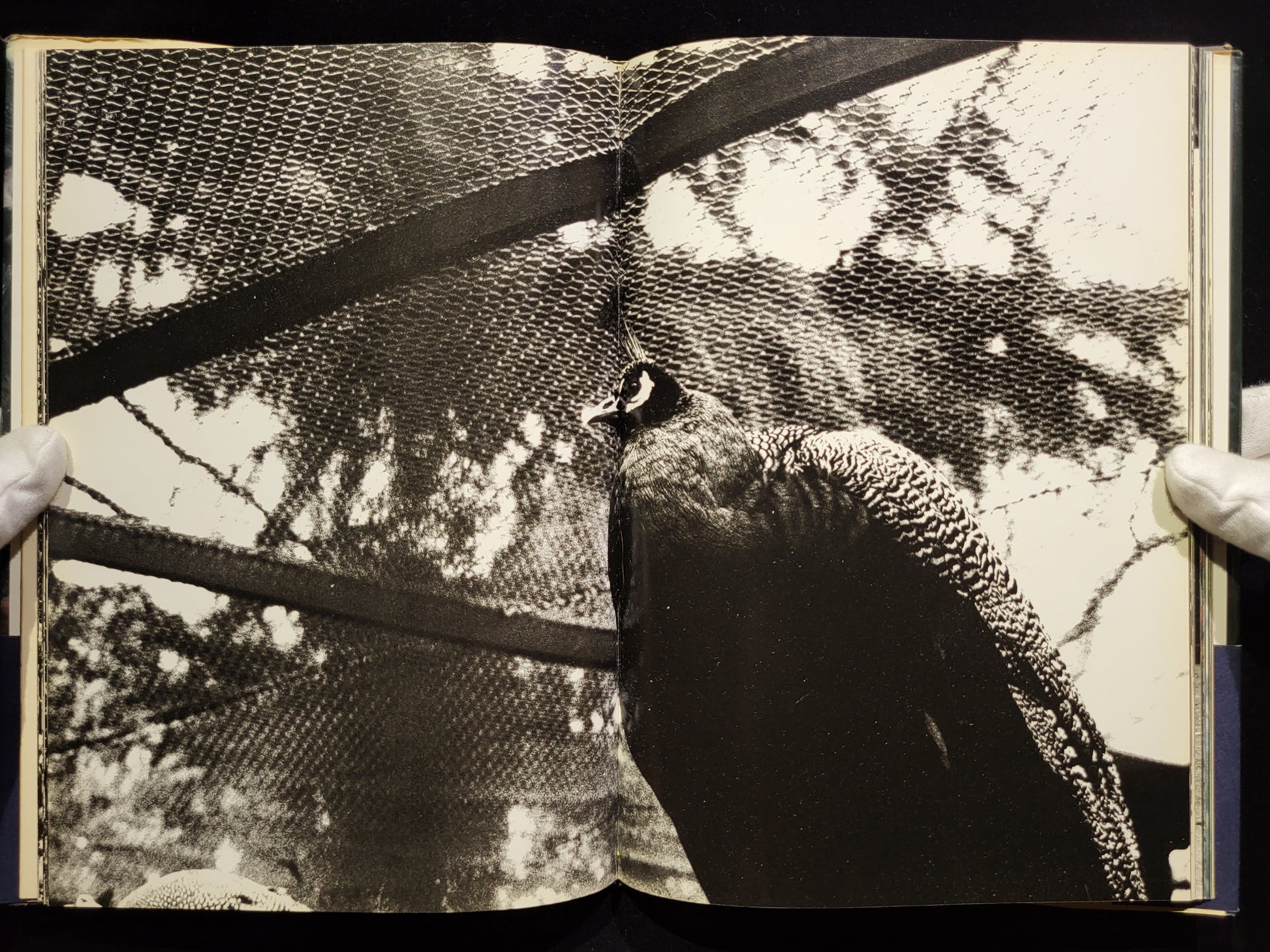 新たなる凝視 / 中平卓馬