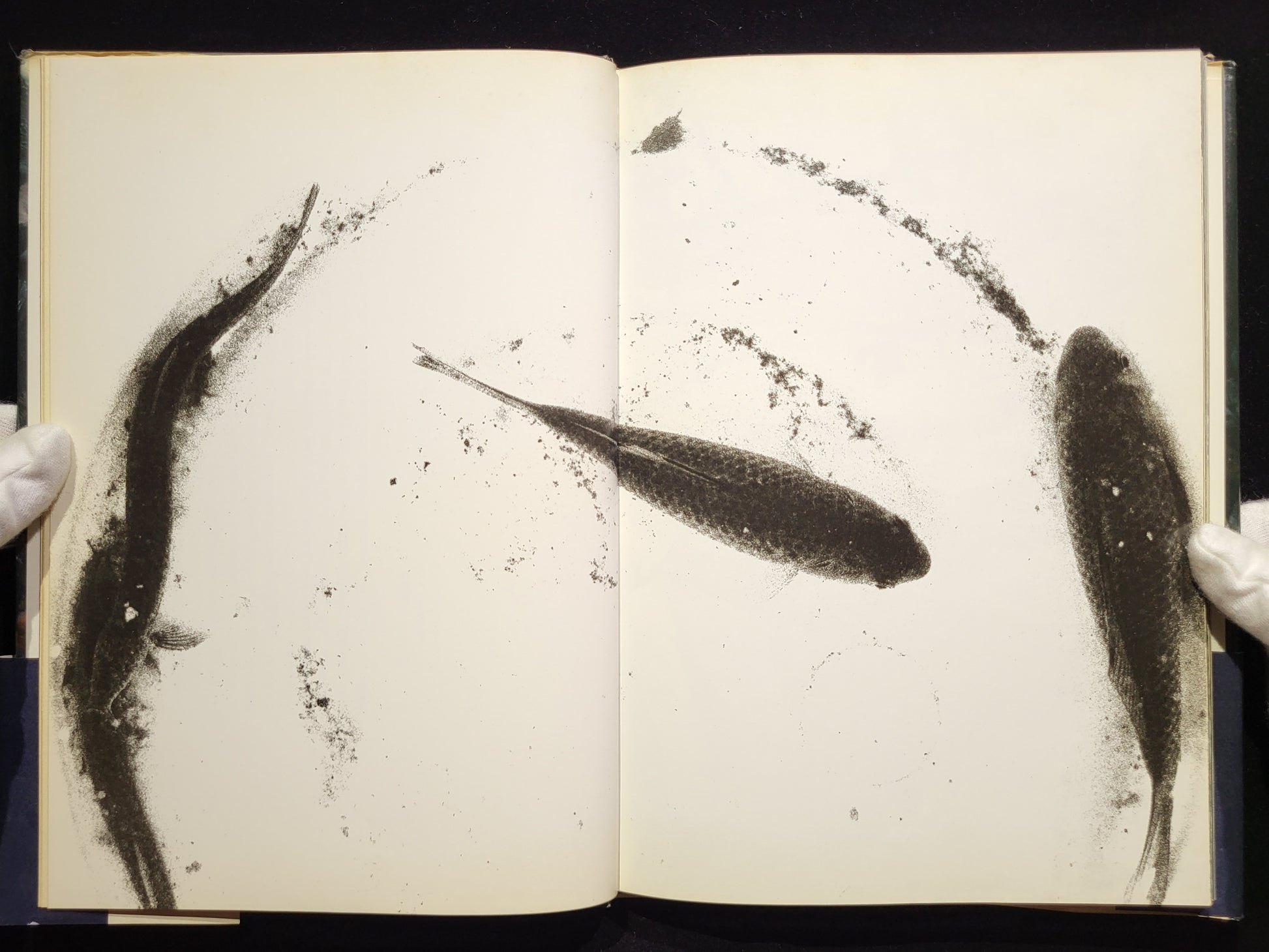 新たなる凝視 / 中平卓馬