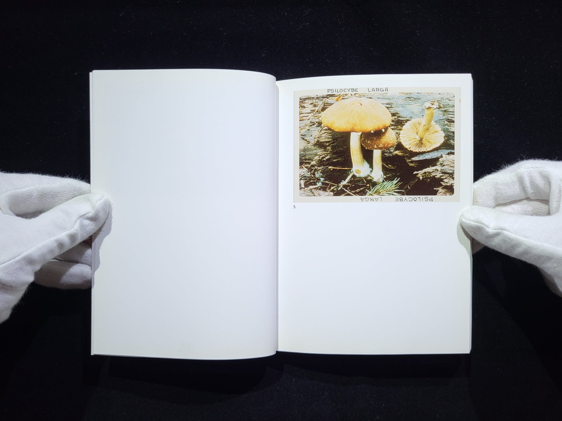 The Mushroom Collector / Jason Fulford