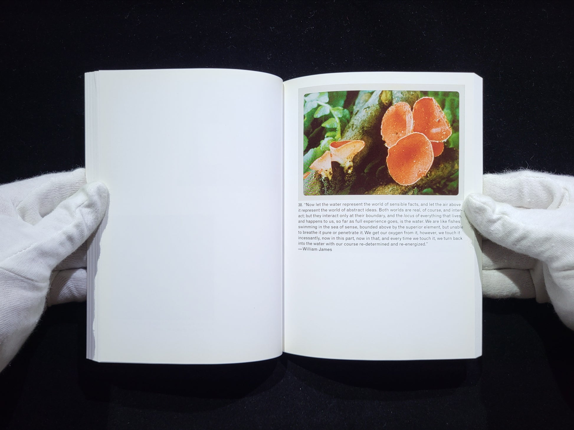 The Mushroom Collector / Jason Fulford