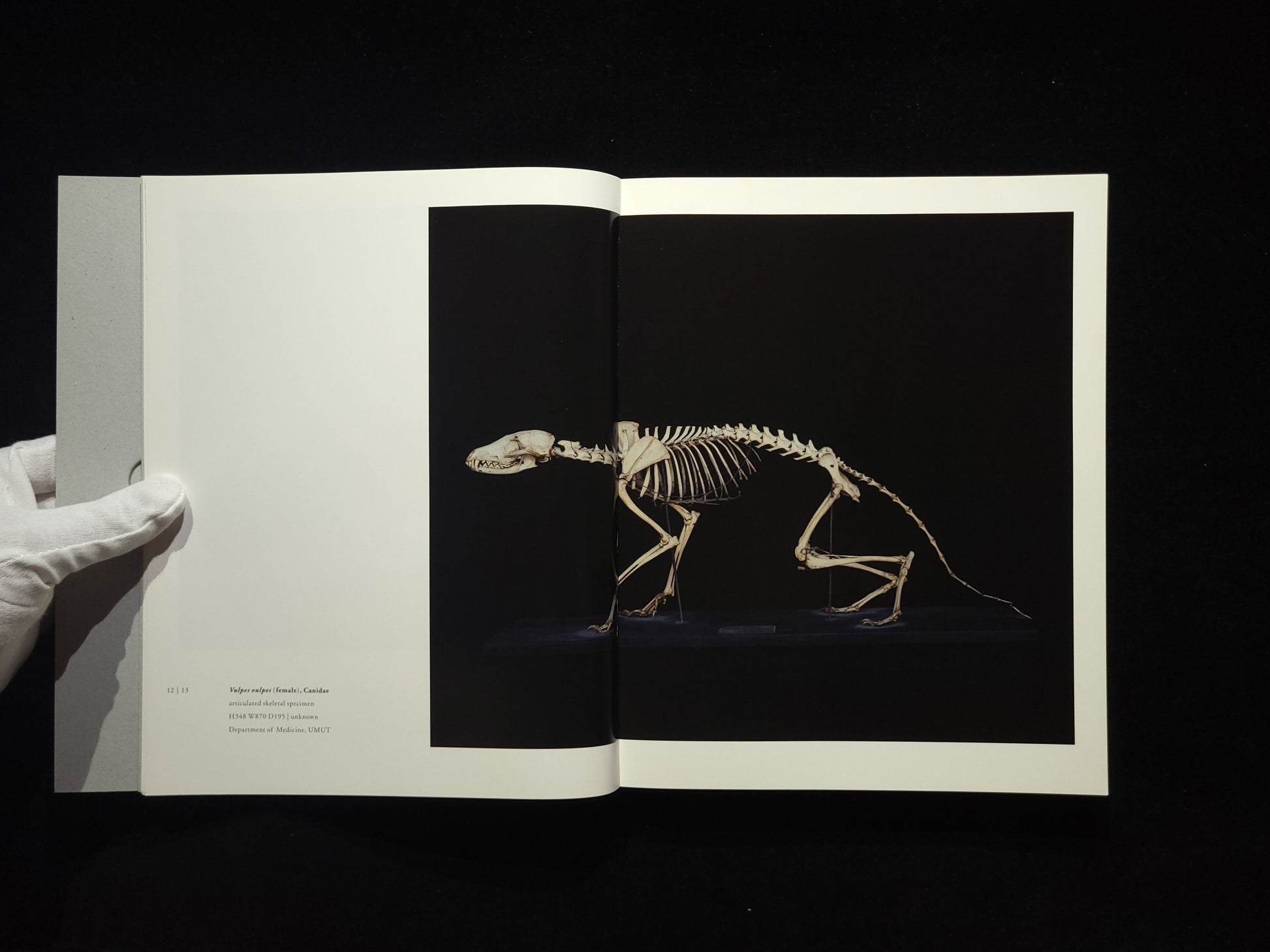 Chamber of Curiosities / 上田義彦