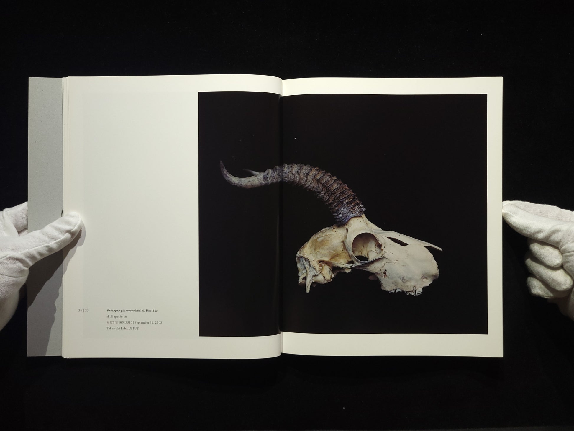 Chamber of Curiosities / 上田義彦