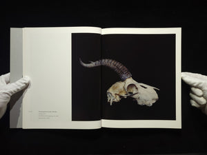 Chamber of Curiosities / 上田義彦