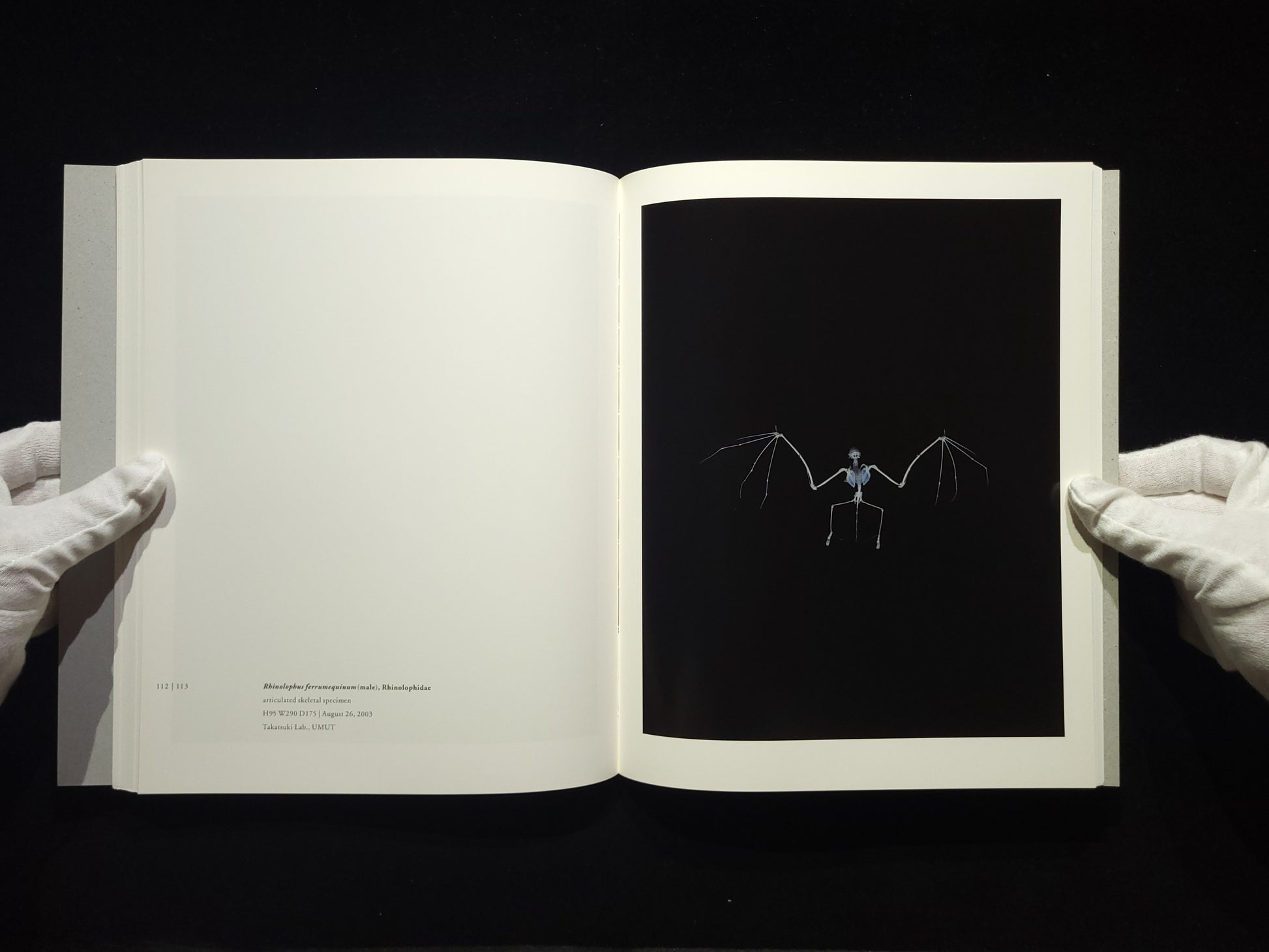 Chamber of Curiosities / 上田義彦
