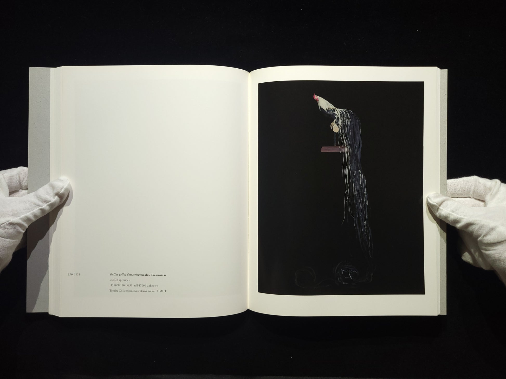 Chamber of Curiosities / 上田義彦