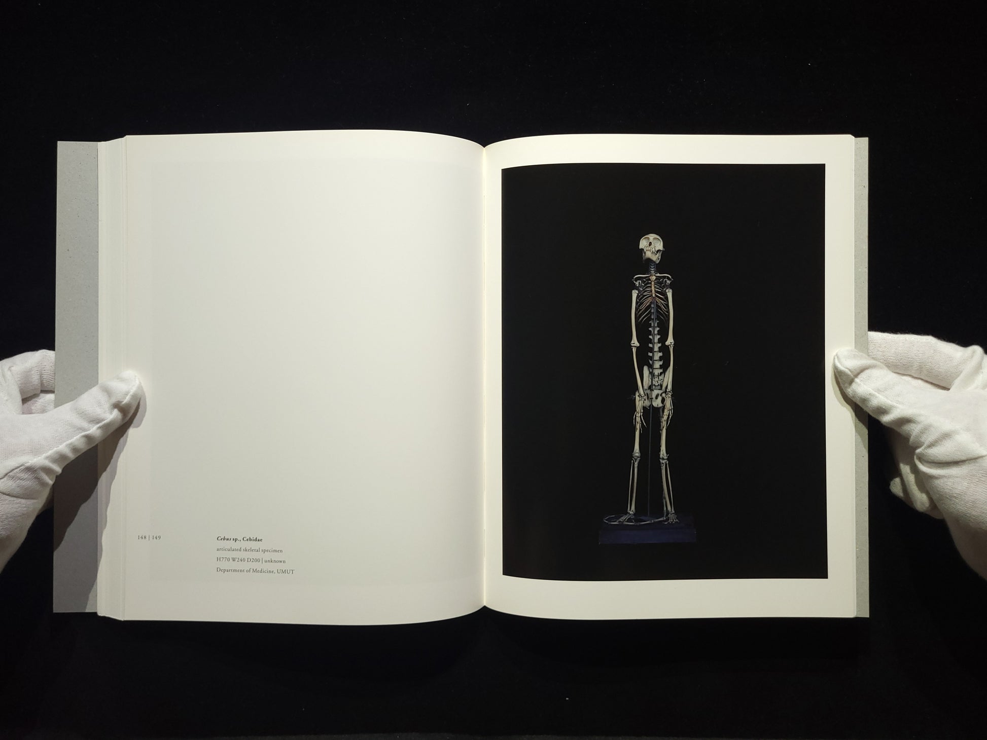 Chamber of Curiosities / 上田義彦