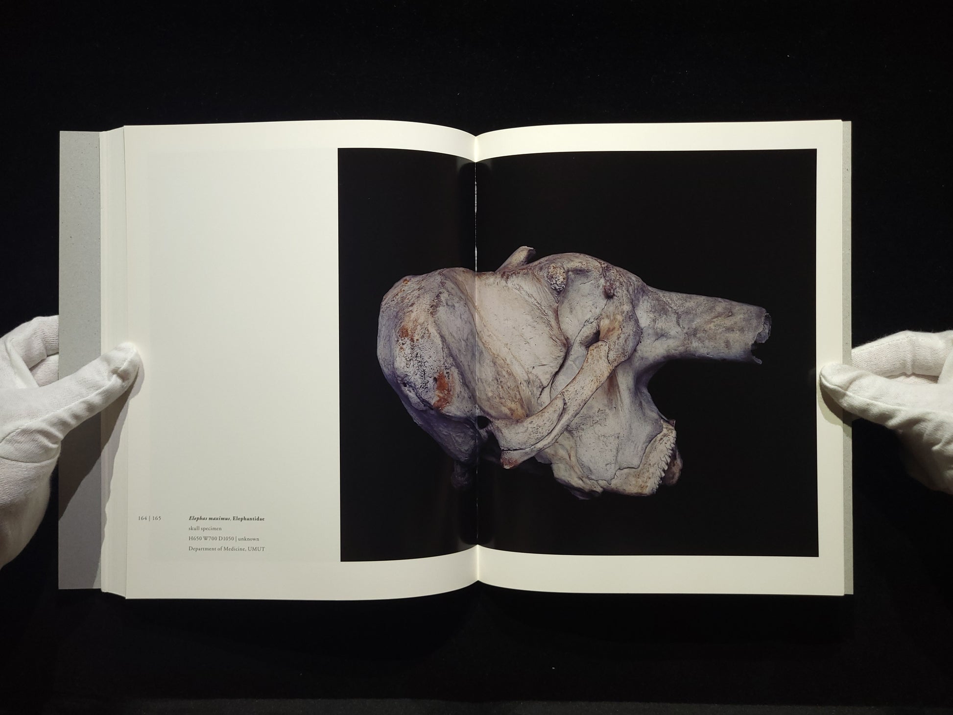 Chamber of Curiosities / 上田義彦
