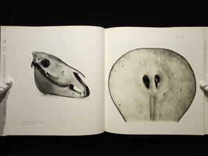 Still Life：Irving Penn Photographs, 1938-2000