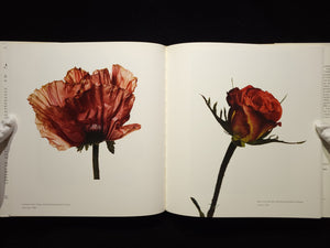 Still Life：Irving Penn Photographs, 1938-2000