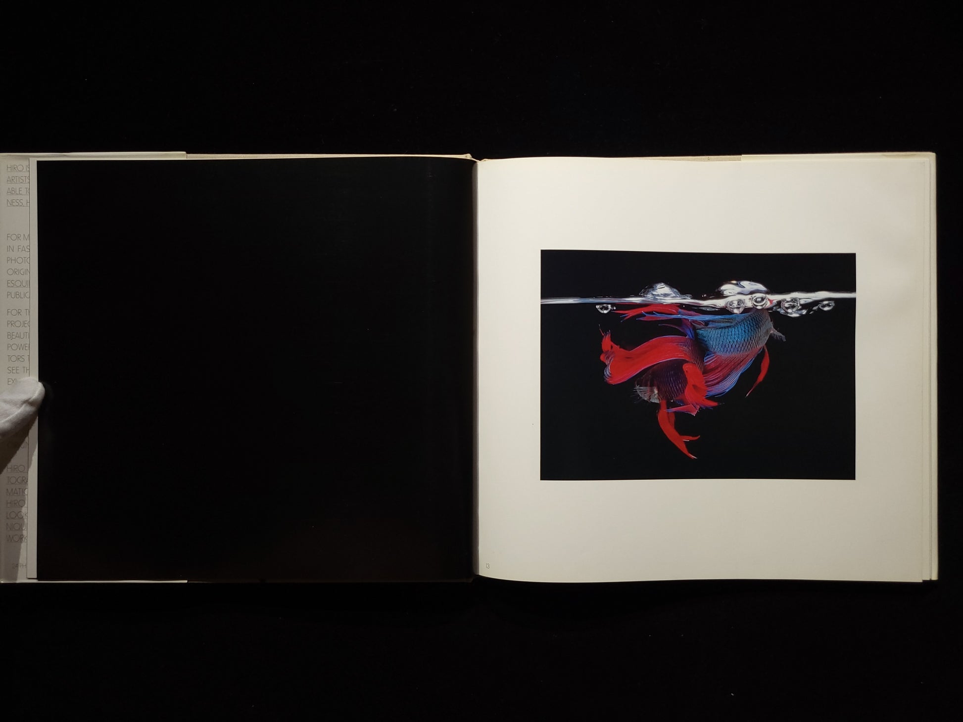 Fighting Fish/ Fighting Birds / Hiro