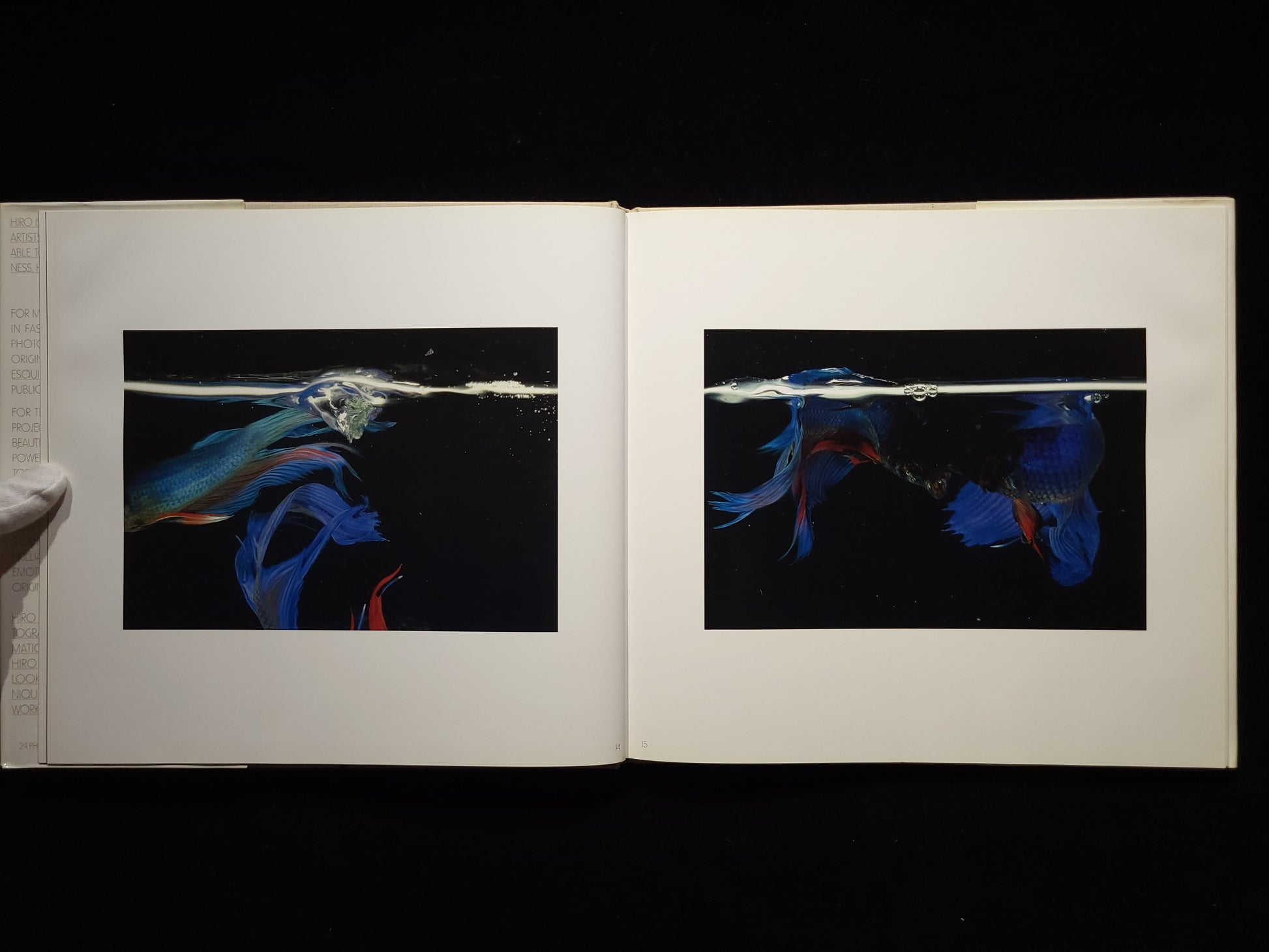 Fighting Fish/ Fighting Birds / Hiro