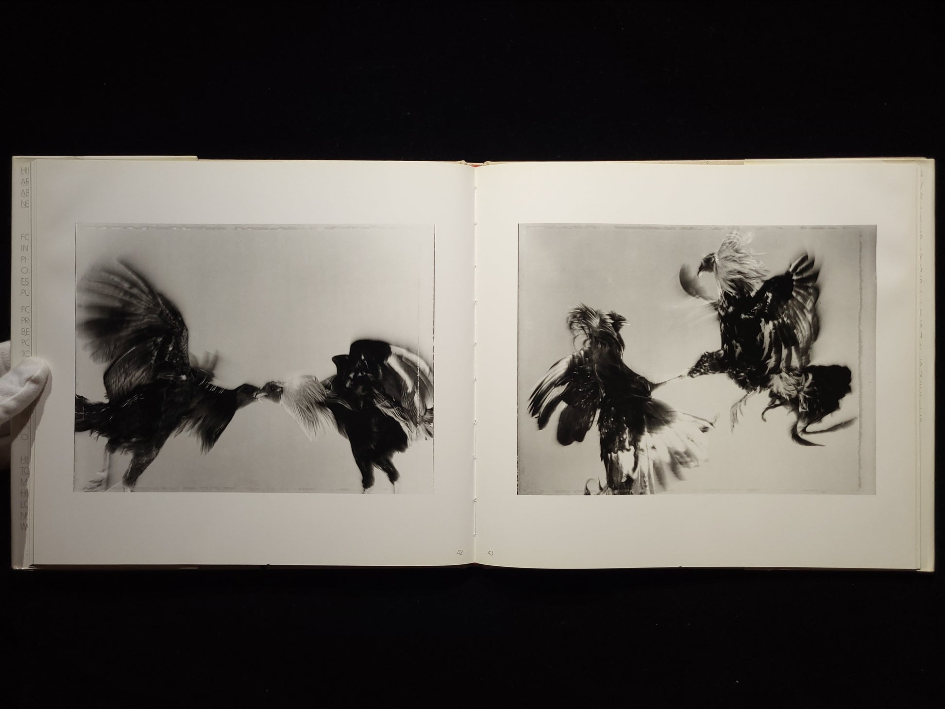 Fighting Fish/ Fighting Birds / Hiro