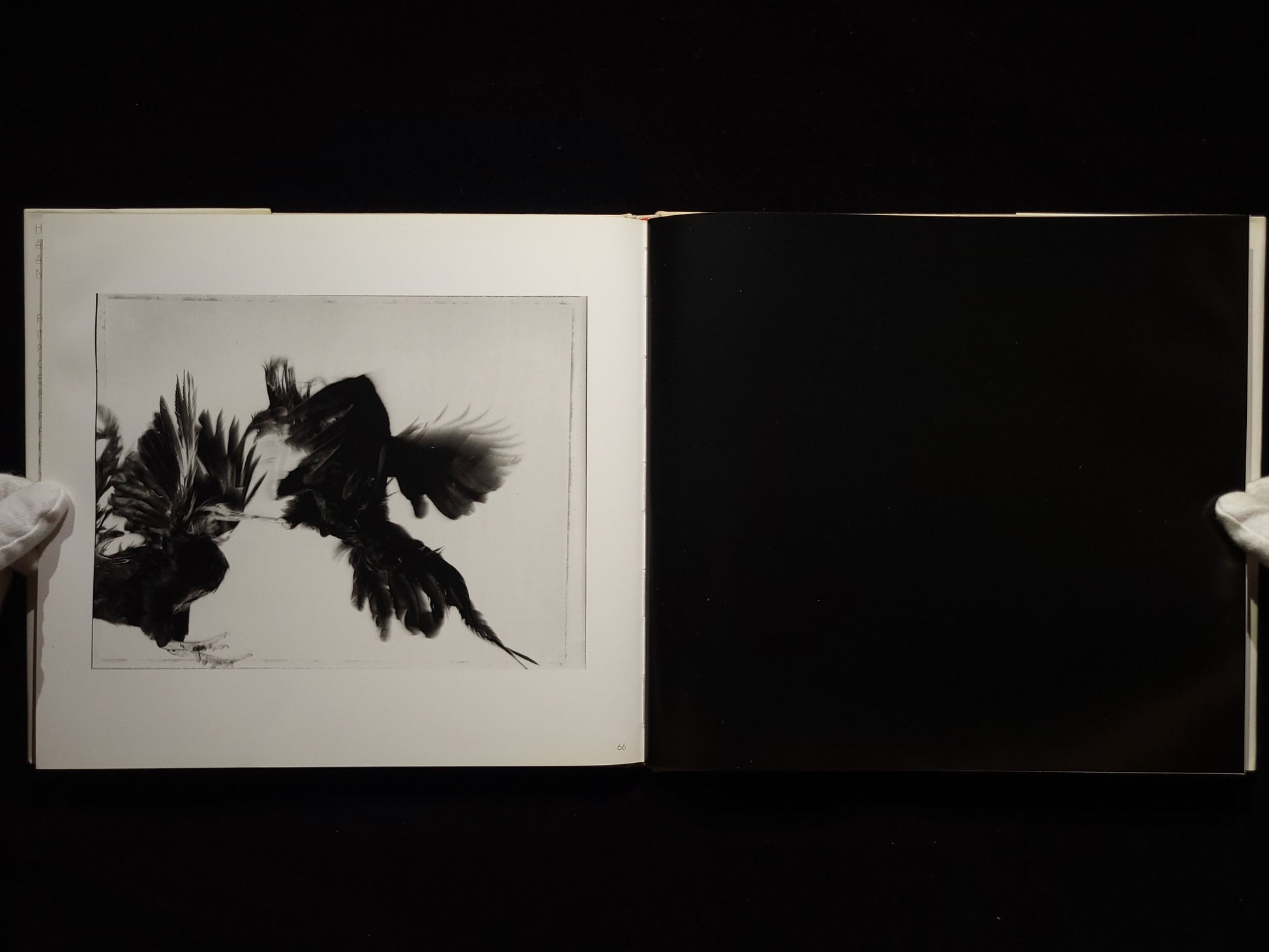 Fighting Fish/ Fighting Birds / Hiro