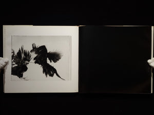 Fighting Fish/ Fighting Birds / Hiro