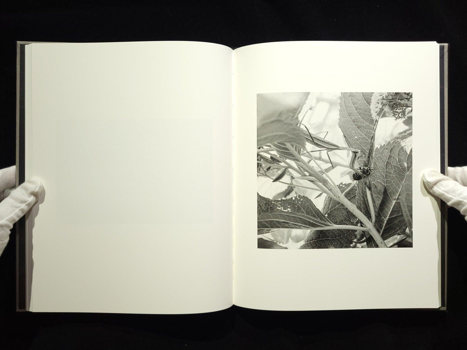 The Seraphim / Jesse Lenz
