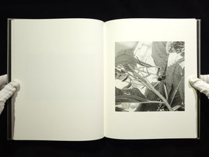 The Seraphim / Jesse Lenz