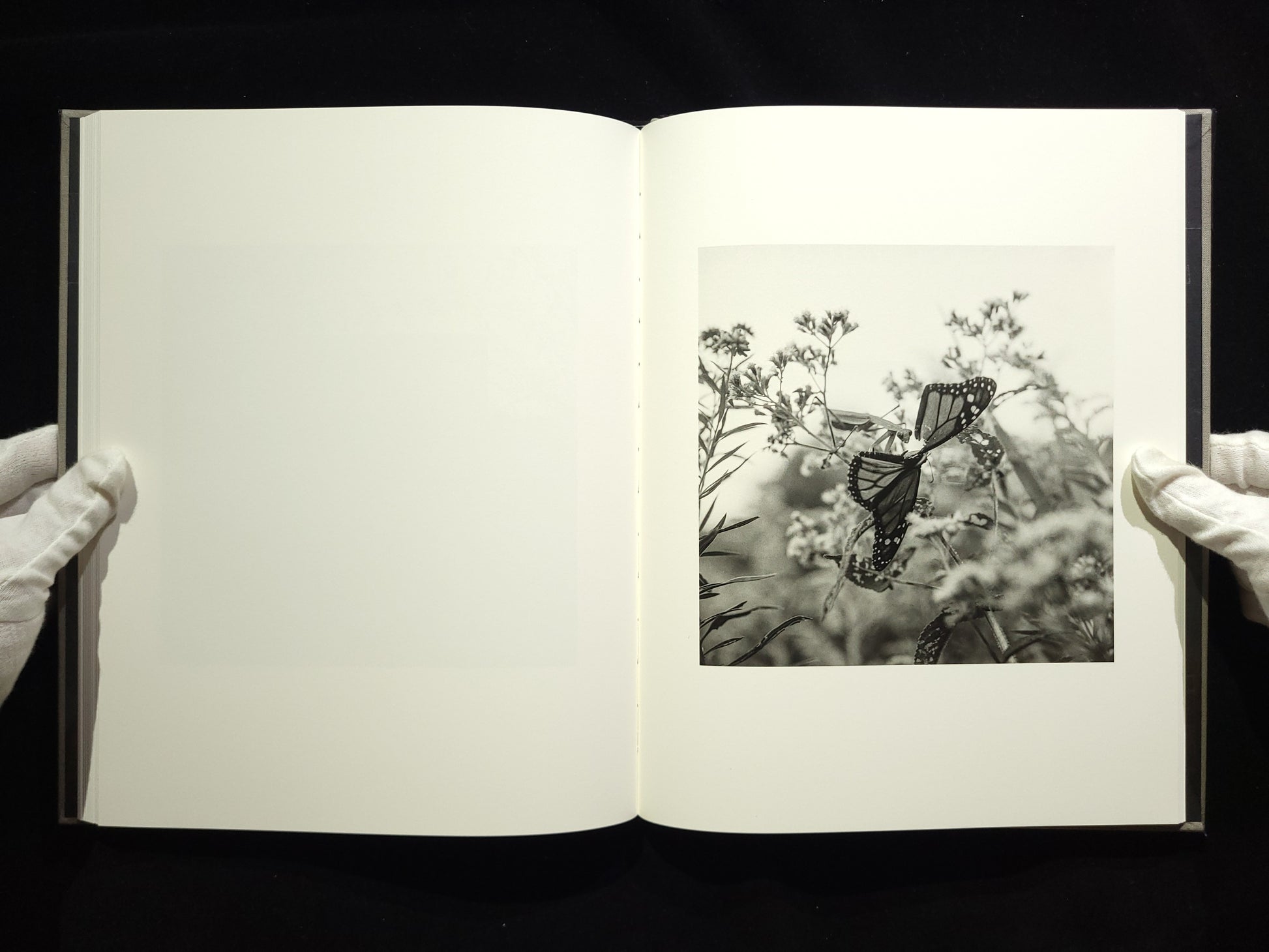 The Seraphim / Jesse Lenz