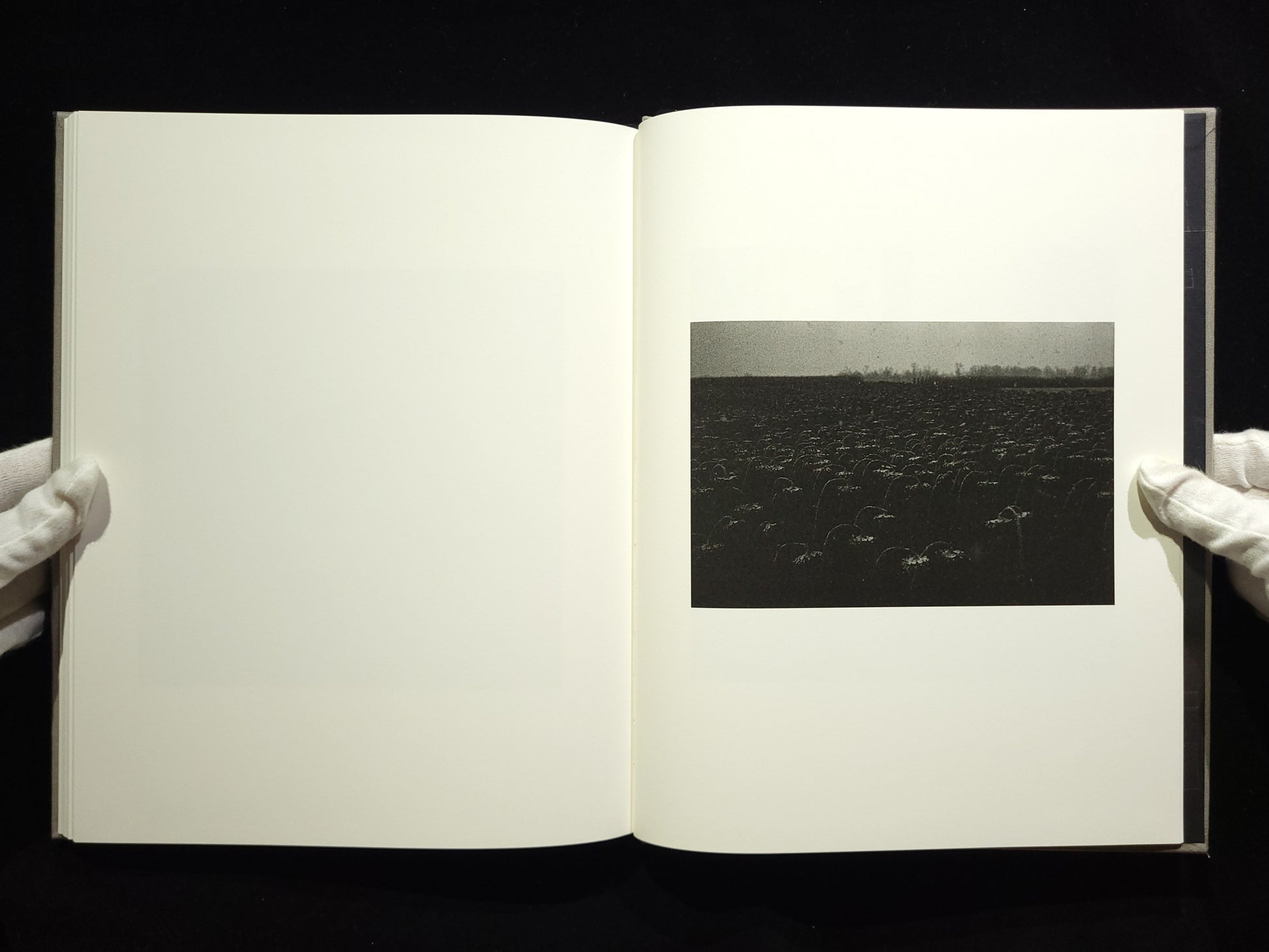 The Seraphim / Jesse Lenz