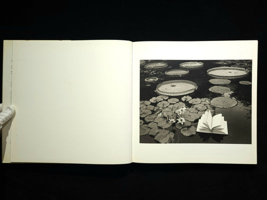 Inner Light / Flor Garduno